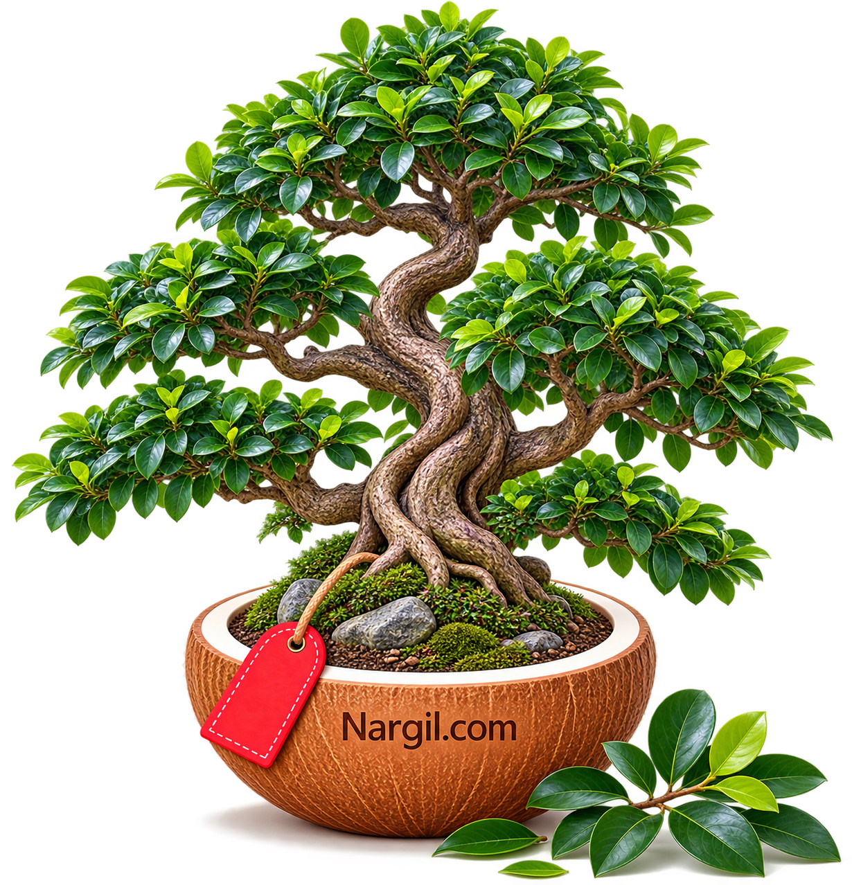 Nargil_Ficus Nitida Bonsai